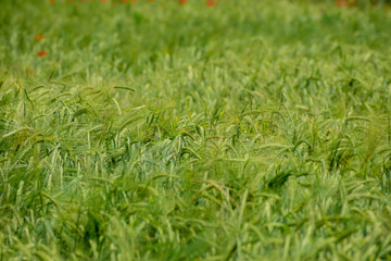 Ripening barley on the field