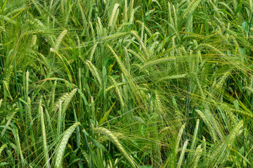 Ripening barley on the field