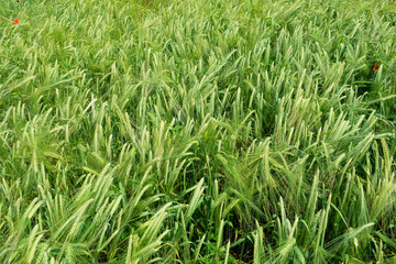 Ripening barley on the field