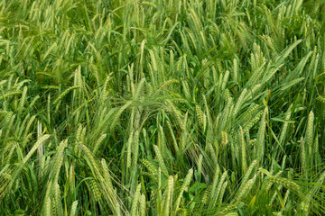 Ripening barley on the field