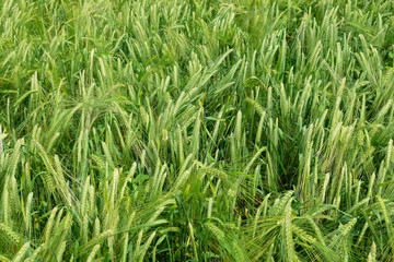 Fototapeta na wymiar Ripening barley on the field