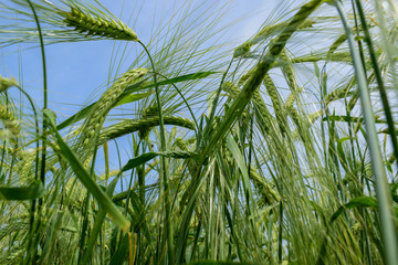 Ripening barley on the field