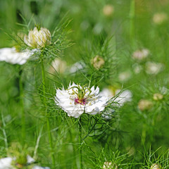 Blühender Schwarzkümmel, Nigella damascena
