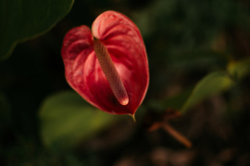 Red flower