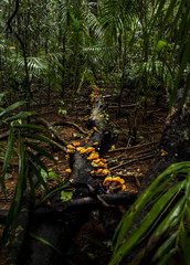 champingnons flashy en foret