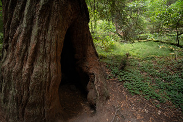 Detailed look at Redwood Tree hollowed out stump.