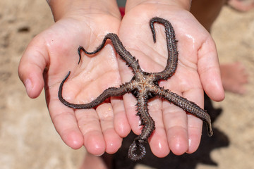 Black Brittle Star Starfish found in Oahu, Hawaii - obrazy, fototapety, plakaty