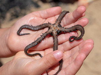 Black Brittle Star Starfish found in Oahu, Hawaii