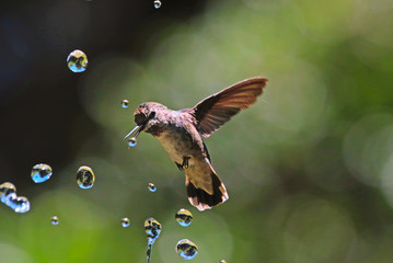 Hummingbird with waterdrops