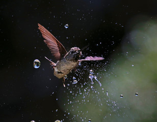 Hummingbird with waterdrops
