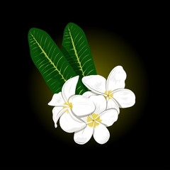 Vector image of plumeria flowers on black background