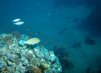 sea fish near coral, underwater