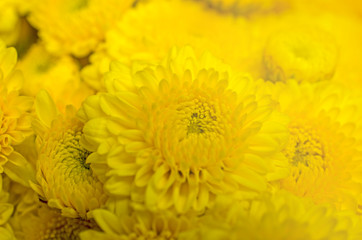 Yellow morning flowers close up