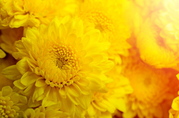 Yellow morning flowers close up