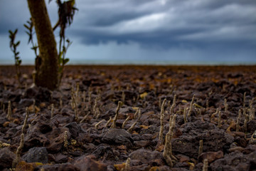 racines sortant en marée basse