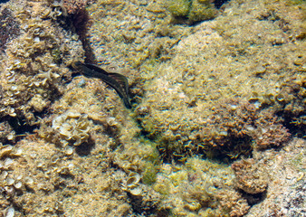 In the Tide Pools of Oahu, Hawaii
