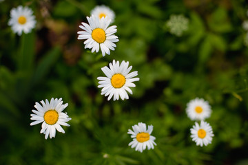 Fototapeta premium many white daisies in the field