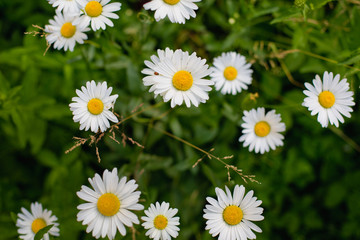 Fototapeta premium field of daisies