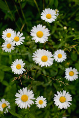 Fototapeta premium field of daisies
