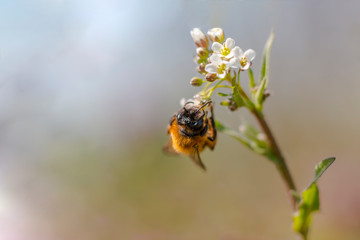 wild honey bee collects nectar on summer flowers