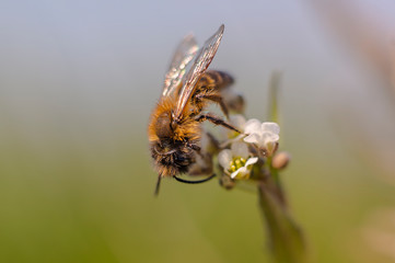 wild honey bee collects nectar on summer flowers