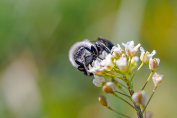 wild honey bee collects nectar on summer flowers