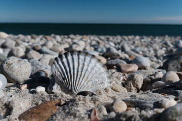 shells on an empty beach on Martha’s Vineyard
