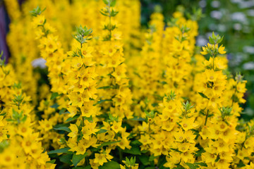 field of yellow flowers