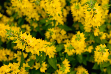 field of yellow flowers