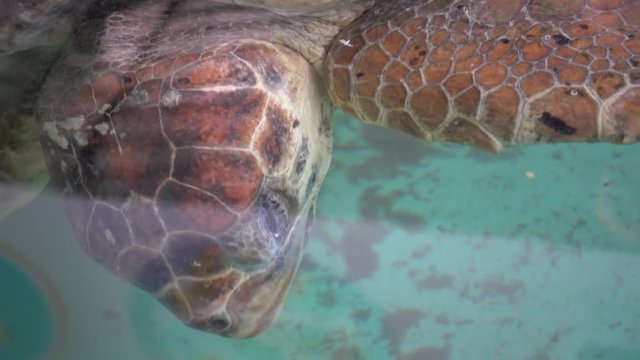 Iztuzu Beach, Dalyan, Mugla, Turkey - 13th of September 2018: 4K At the DEKAMER Sea Turtle Research Rescue and Rehabilitation Center - Head and a closed eye of a nearly dead turtle in the water