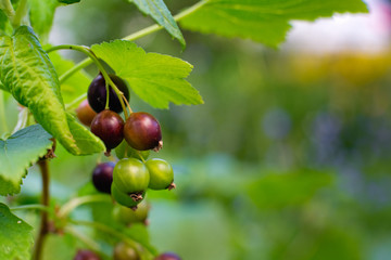 ripening bunch of currants on the branch