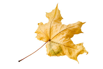 maple tree leaf