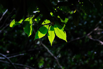 green leaves of a tree