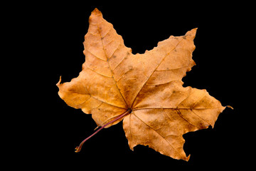 maple tree leaf