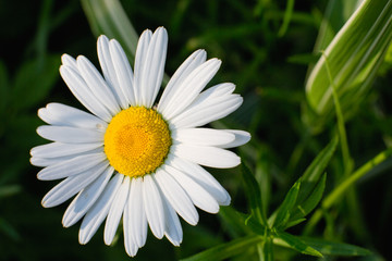 Obraz premium daisy in the grass