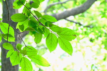 green leaves of a tree