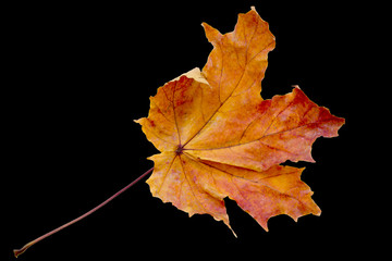 maple tree leaf