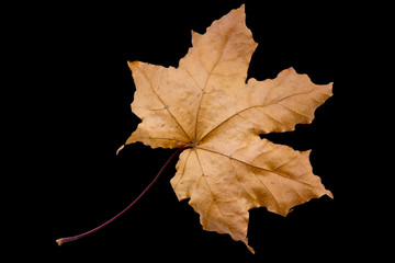 maple tree leaf