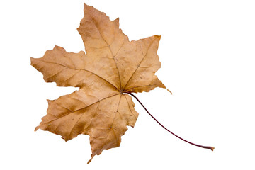 maple tree leaf