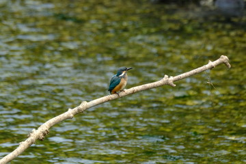 kingfisher on a branch