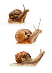 drei Weinbergschnecken als Freisteller