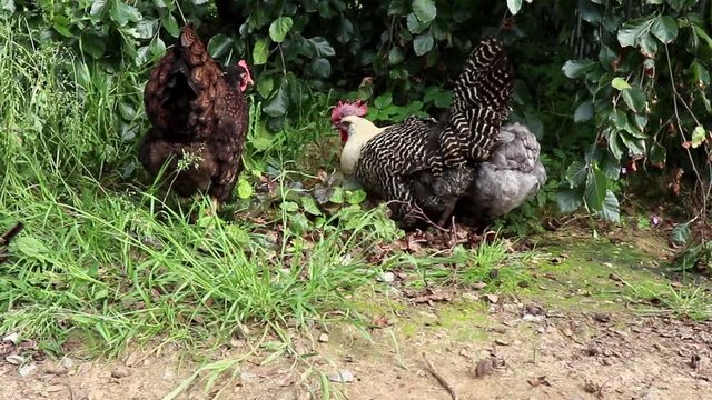Funny hens scene. Three hens eating quietly before getting frightened and chased away by another one coming out of the bush.