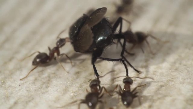 Ants attack a fly and try to put it in the anthill, the fly resists dying