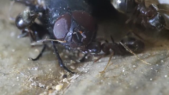Ants attack a fly and try to put it in the anthill, the fly resists dying