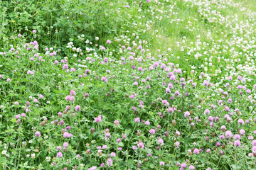 シロツメクサの野原