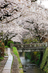 哲学の道-桜-ソメイヨシノ-京都-日本