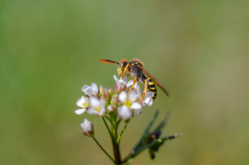 tiny sweet bug on green leaf and season grass