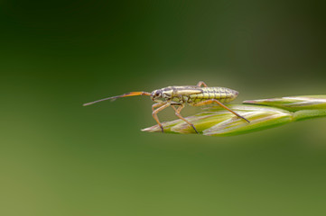 tiny sweet bug on green leaf and season grass