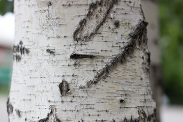Birch tree trunk in the Park close-up