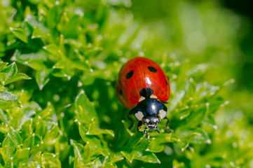 tiny sweet bug on green leaf and season grass
